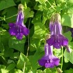 Maurandya barclayana Flor