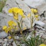 Erysimum ochroleucum Flor