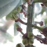 Pilocarpus pennatifolius Frukt