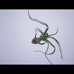 Tillandsia bulbosa Hoja