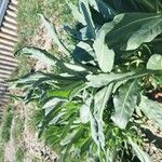 Isatis tinctoria Feuille