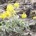 Erysimum capitatum Floare