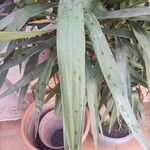 Yucca aloifolia 葉