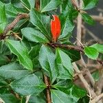 Berberis verruculosa Leaf