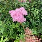 Filipendula rubra Flor