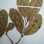 Protium cuneatum Diğer