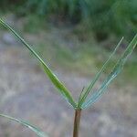Agrostis stolonifera Casca