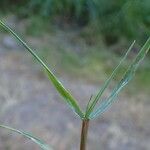 Agrostis stolonifera Schors