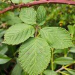 Rubus armeniacus ഇല