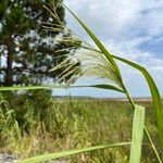 Phragmites karka ഇല