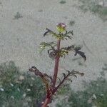 Centranthus calcitrapae 树皮