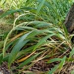 Setaria palmifolia Kvet