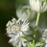 Astrantia major Virág