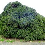 Thuja occidentalis 整株植物