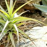 Tillandsia latifolia Levél