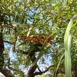 Searsia lancea Frucht