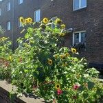 Helianthus annuus Alkat (teljes növény)