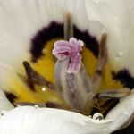 Calochortus bruneaunis Fiore