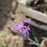 Centaurea paniculata Λουλούδι