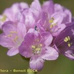 Armeria canescens Kvet