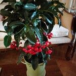 Ardisia crenata Blatt