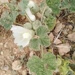 Alcea acaulis Fleur