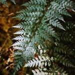 Polystichum neozelandicum