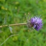 Carthamus caeruleus പുഷ്പം