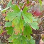 Ribes aureum Leaf