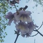 Paulownia tomentosaFloro