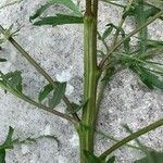 Artemisia biennis Bark