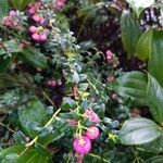 Gaultheria mucronata Leaf