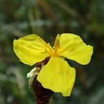Xyris neocaledonica Çiçek