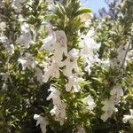 Satureja montana Λουλούδι
