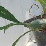 Catasetum maculatum बार्क (छाल)
