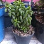 Peperomia dolabriformis Folha