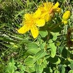 Hypericum maculatumFlower