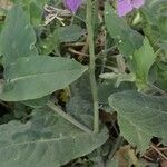 Orychophragmus violaceus Hoja