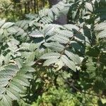 Sorbus aucupariaLehti