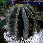 Ferocactus latispinus Лист