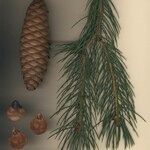 Picea smithiana Other