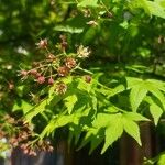 Acer japonicumപുഷ്പം