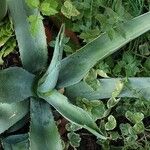 Agave americana Leaf