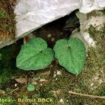 Cyclamen balearicum Leaf