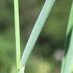 Elymus pungens Blatt