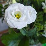 Eustoma exaltatum Cvet