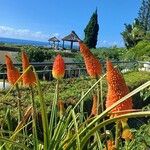 Kniphofia × praecox Kukka