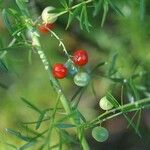 Asparagus aethiopicus Fruit