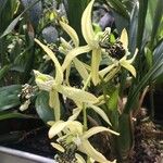 Coelogyne pandurata 樹皮