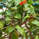 Cordia sebestena Leaf